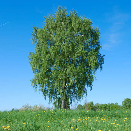 Lone tree in green meadow with blue skyの写真素材