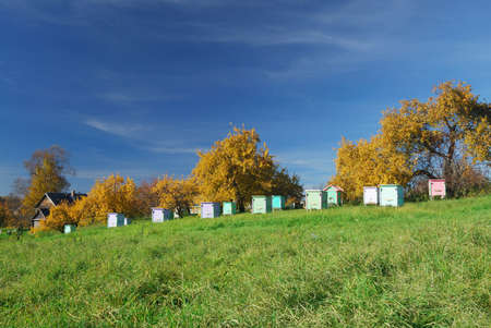 Honey bee hives in autumnal apple garden