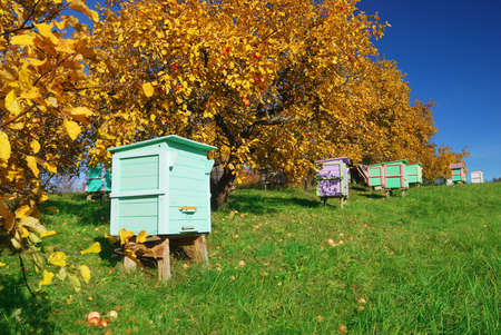 Honey bee hives in autumnal apple garden