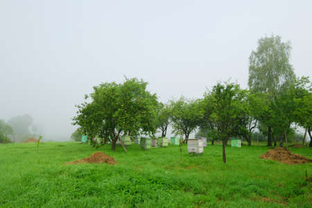 Shoot of foggy morning in apple orchard with beehivesの写真素材