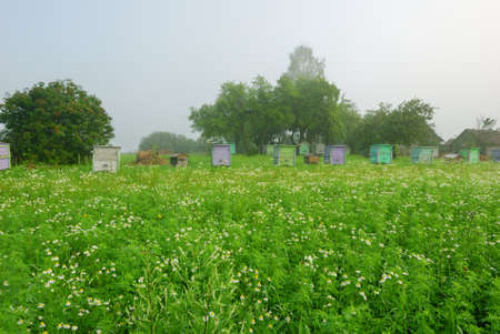 Shoot of foggy morning in apple orchard with beehivesの写真素材