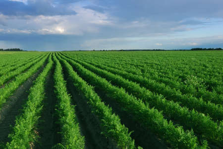 Shoot of carrot field before rainの写真素材