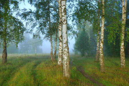 Shoot of foggy morning in birch forestの写真素材