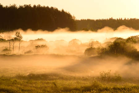 Shoot of surrounding forest in morning moving fog and with sunrise on horizonの写真素材