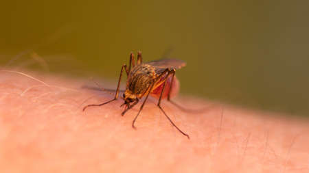 Close-up shot of a mosquito blood sucking on human skinの写真素材
