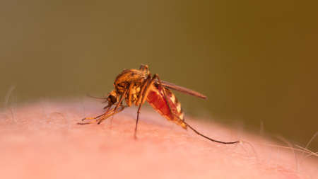 Close-up shot of a mosquito blood sucking on human skinの写真素材