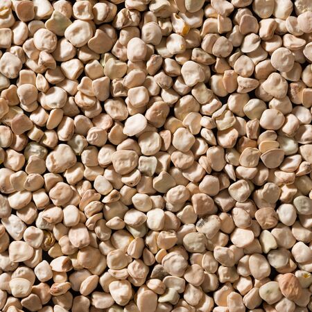 Cicerchia legumeの写真素材