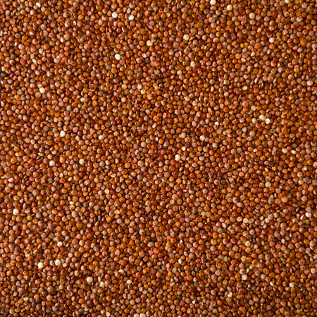 Red Quinoa Grainの写真素材