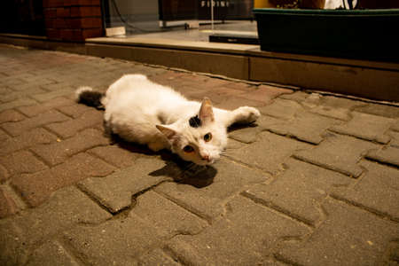 A black spotted white stray cat is looking to the person who's taking the photograph.の写真素材