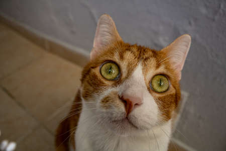 A cute and silly cat is looking to the person who is taking the photograph. close up to its pink nose.の写真素材
