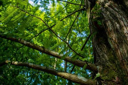 Parallel branches of a type of a sequoia tree.の写真素材