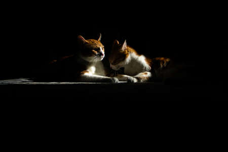 cat under a beam of light in dark conceptの写真素材
