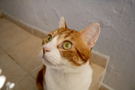 A cat is looking up and away with curiosity. Close-up - Portrait - of an adorable cat.の写真素材