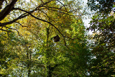 A tiny birdhouse on a mighty tree. Green and orange leaves of starting of the Autumn and wooden birdhouse is in the frame.の写真素材