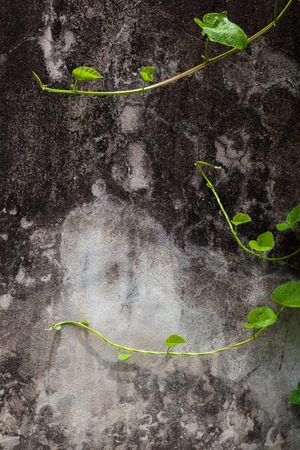 ivy leaves on wall background for wallpaperの写真素材