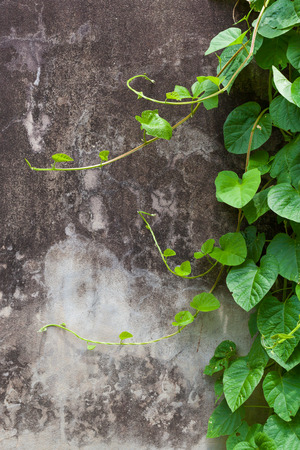 ivy leaves on wall background for wallpaperの写真素材