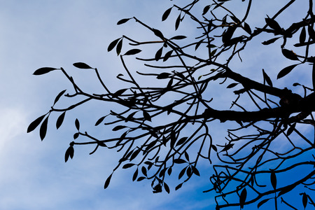 Background of Plumeria (frangipani) tree.textureの写真素材