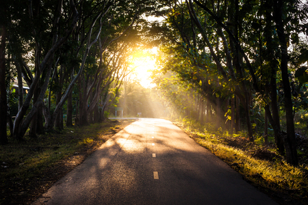 Tunnel of trees in thailandの写真素材