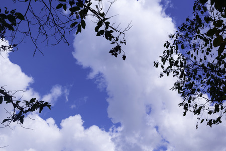 leaves against blue skyの写真素材