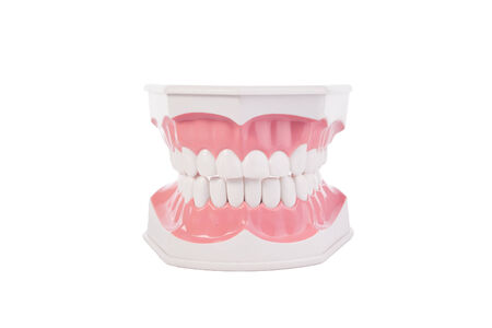 Healthy white human teeth anatomical model. Dentistry.