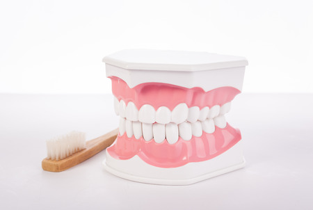 Healthy white human teeth anatomical model. Dentistry.の写真素材