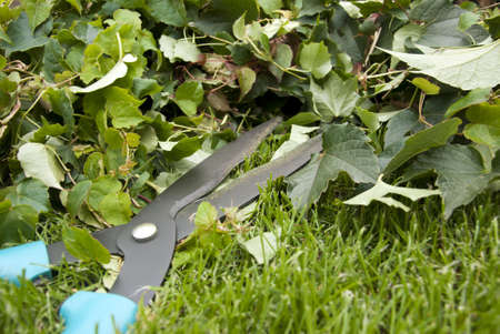Hedge trimmer 