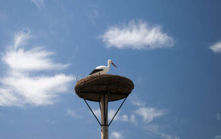 A stork on the nestの写真素材