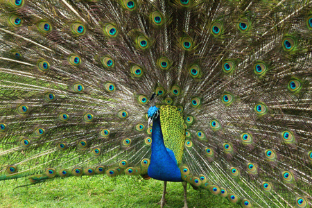 Proud Peacockの写真素材