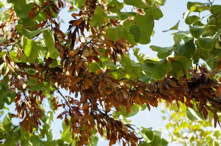 tree sunny summer day on the sky backgroundの写真素材