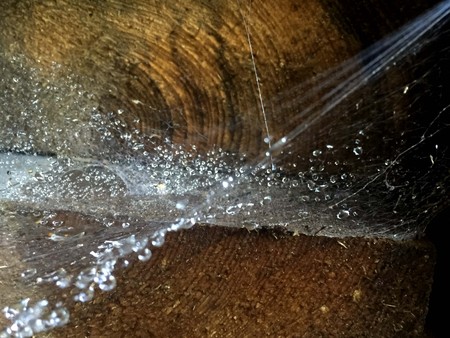 Dew drops on the Webの写真素材