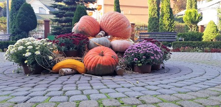 Autumn pumpkins and autumn flowers. Beautiful Autumn Festival Harvestの写真素材