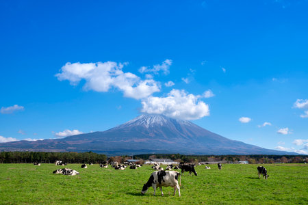 Farmland with Beautiful Mount Fuji of Japan in the backgroundの写真素材