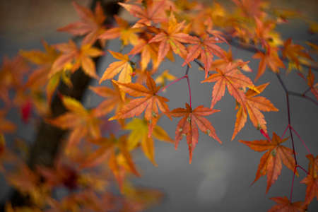 Beautiful autumn leaves. Colourful foliage in the park.の写真素材
