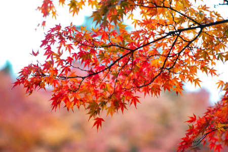 Beautiful autumn leaves. Colourful foliage in the park.