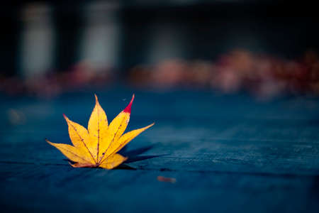 Beautiful autumn leaves. Colourful foliage in the park.の写真素材