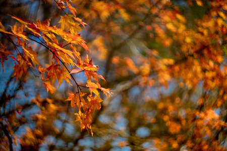 Beautiful autumn leaves. Colourful foliage in the park.