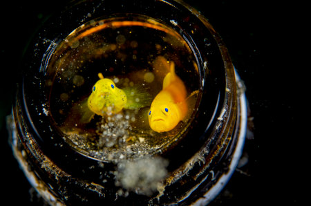 Yellow fish in a glass jar on a black background. Close-up.の写真素材