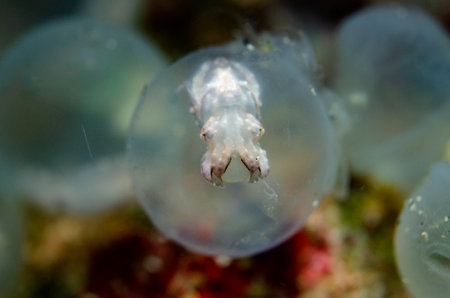 Jellyfish in the Red Sea. Egypt. Shallow depth of fieldの写真素材