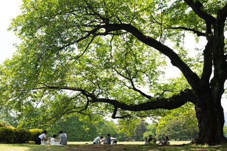 Group of people sitting under a big tree in the park at summer.の写真素材