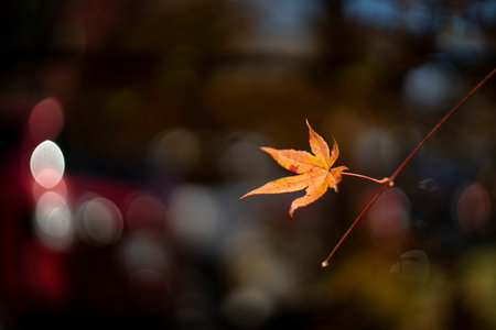 Autumn maple leaf with bokeh background, shallow depth of fieldの写真素材