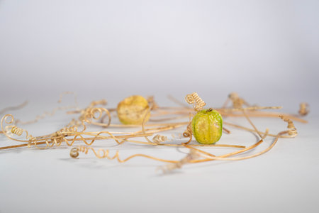Dried flowers on a white background. Decoration for the holiday.の写真素材