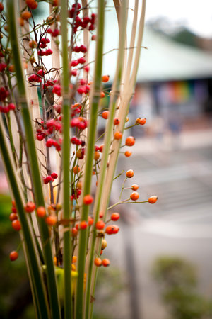 Red berries on the branch of a tree. Selective focus.の写真素材