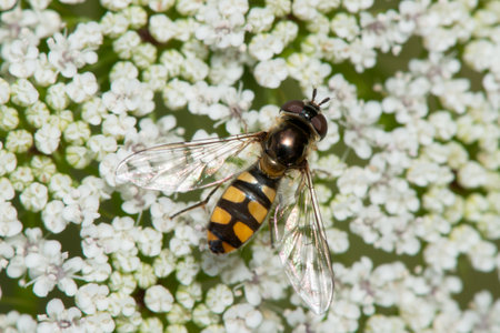Close up of bee pollinating white agapanthus flower.