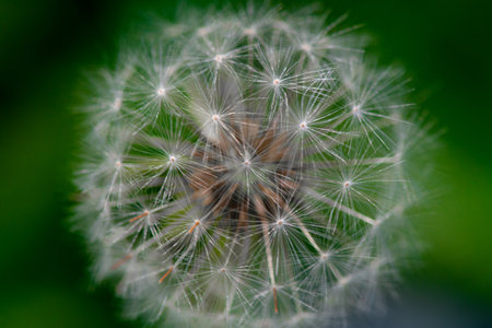 Dandelion seeds on a green background close-up macro photographyの写真素材