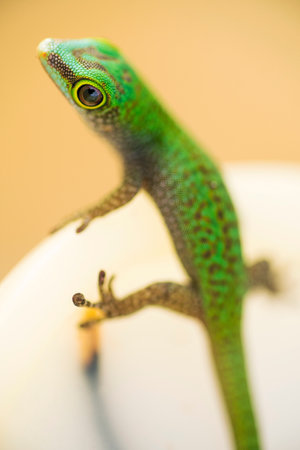 A nosy green gecko looking right into the camera.の写真素材