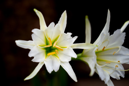 White lily flower on dark background with copy space for text.の写真素材