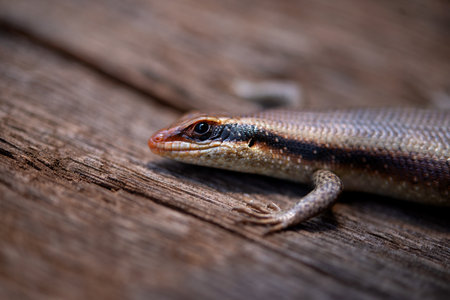 Close up of a lizard on a wooden background. Horizontal shot.