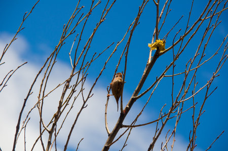 Bird on a tree branch against the blue sky. Spring landscape.