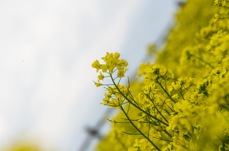 Rape blossoms in full bloom. Shallow depth of field.