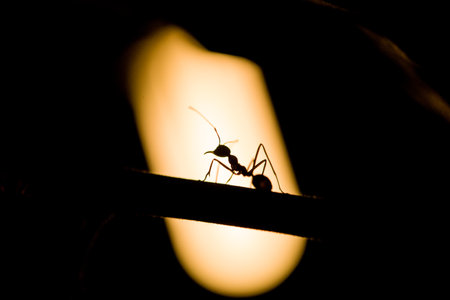 Close-up Silhouette of an antの写真素材